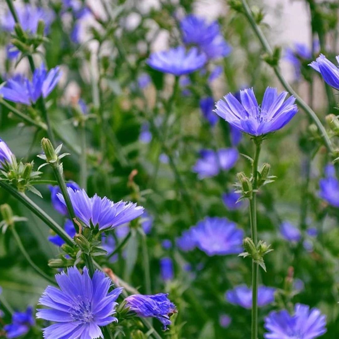 Forage Chicory Plant