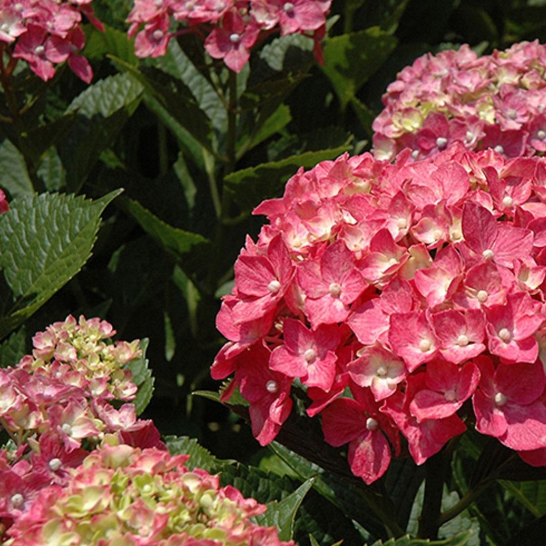 Forever Pink Hydrangea