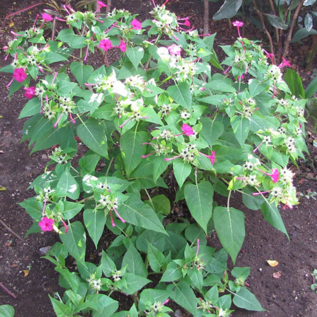 Four O'Clock Mix Plants