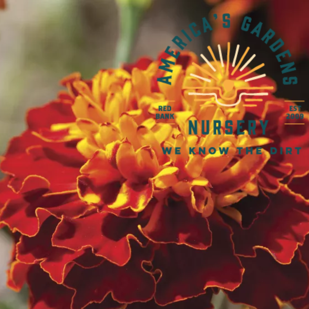 Cresta Harmony French Marigolds