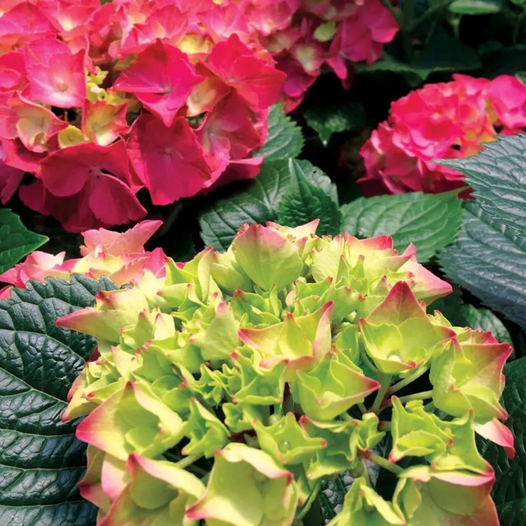 Glowing Embers Hydrangea
