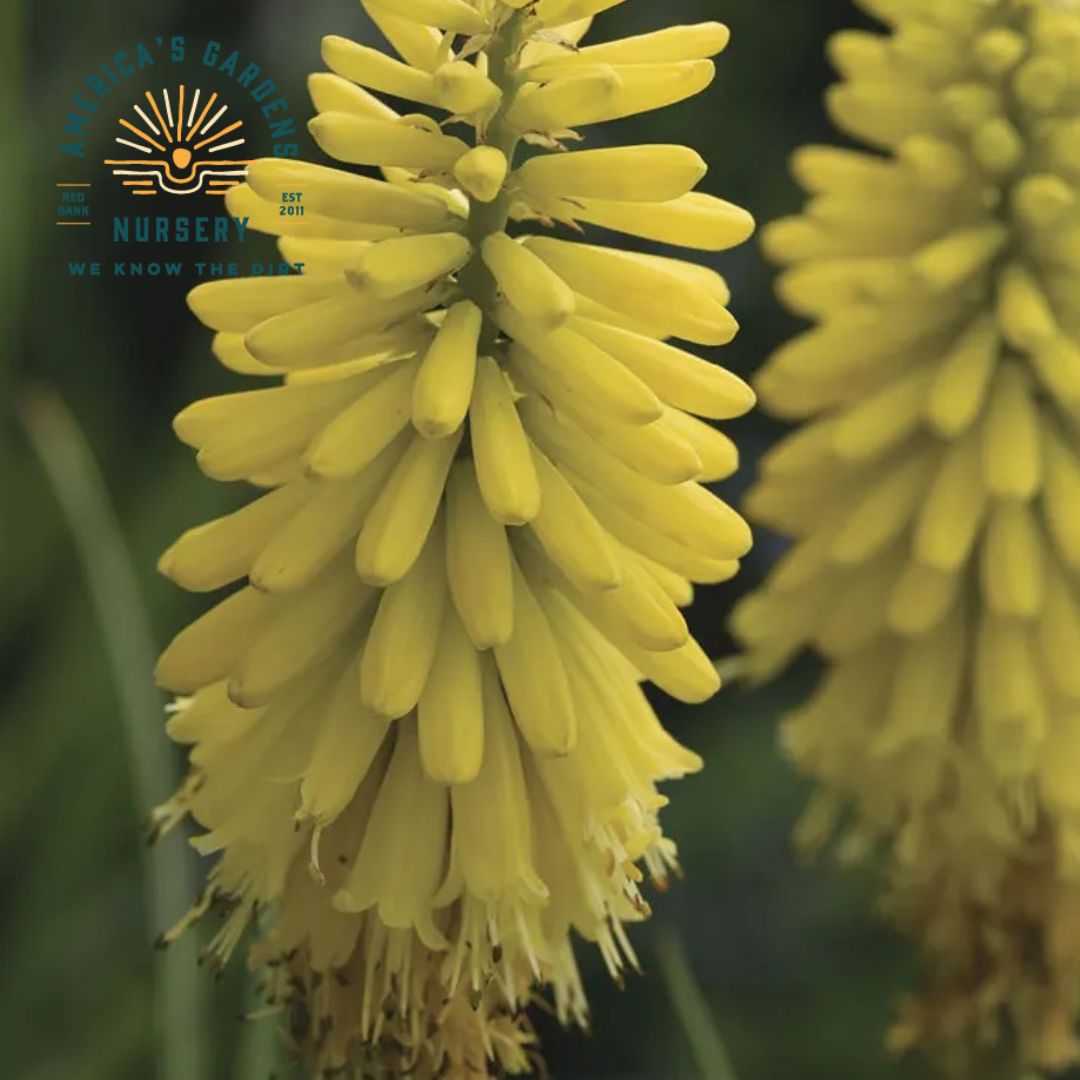 Kniphofia (Red Hot Poker), Glowstick Yellow