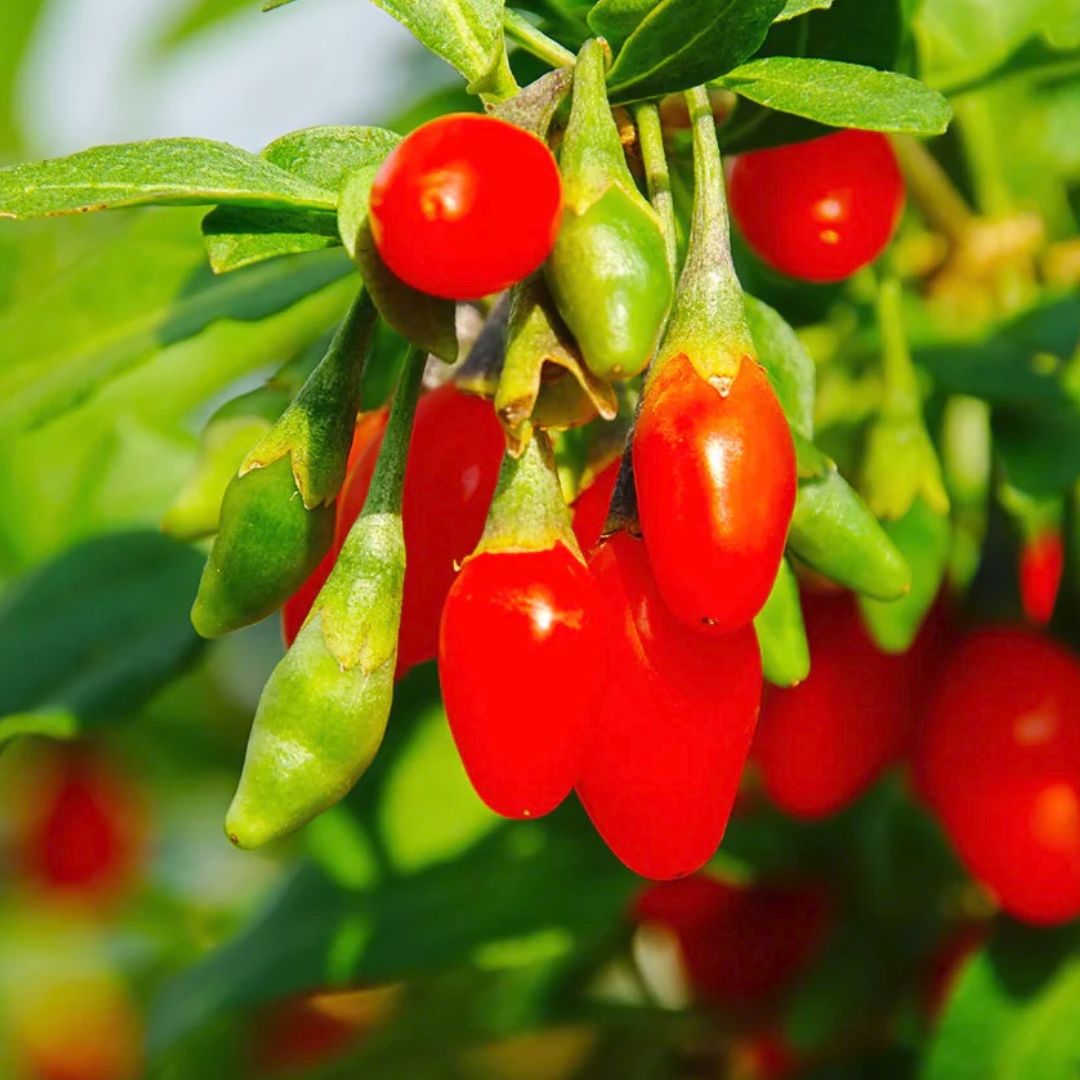 Gogi Berry Plant