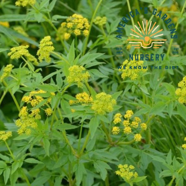 Golden Alexanders
