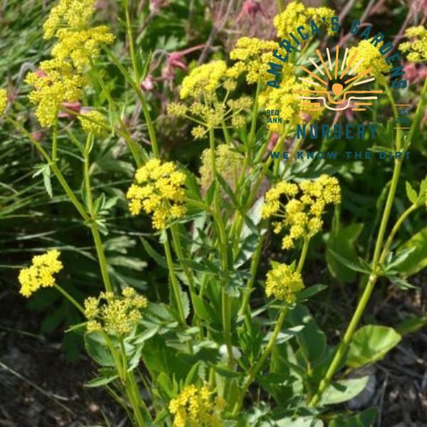 Golden Alexanders