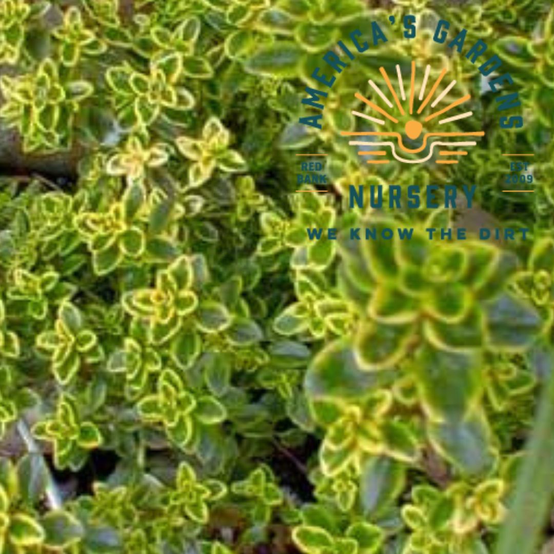 Golden Lemon Thyme