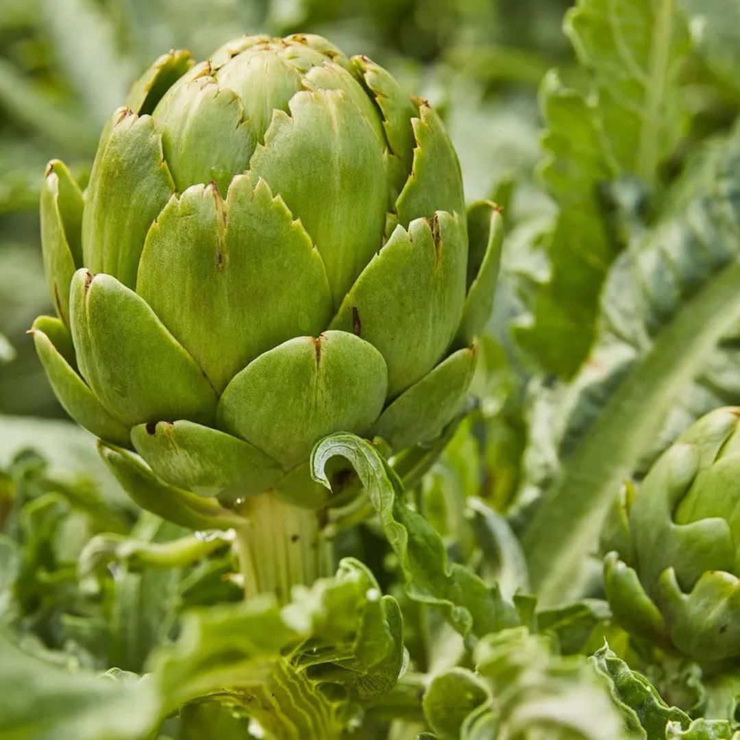 Green Globe Artichoke Plant