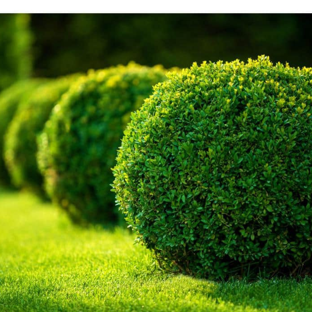 Green Velvet Boxwood