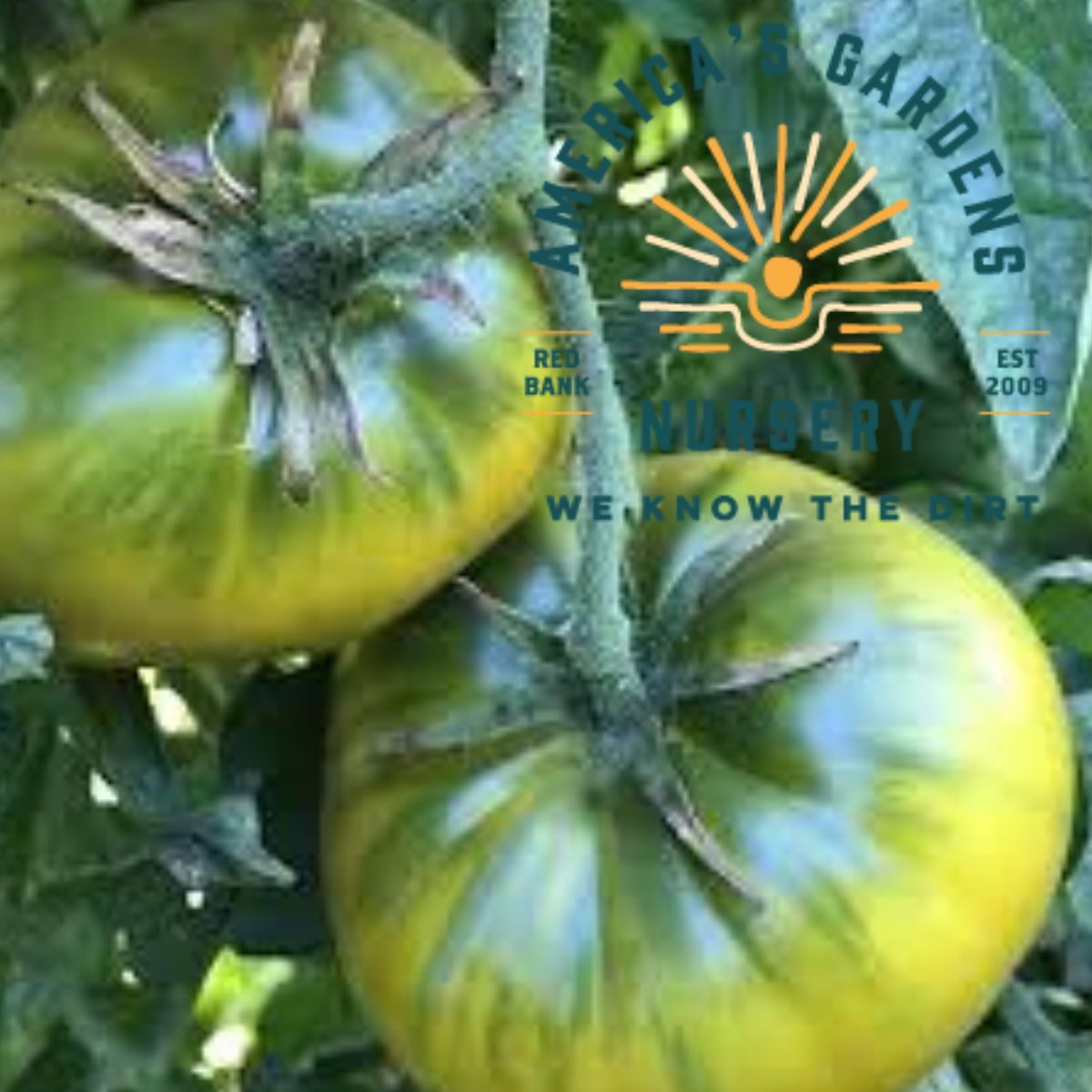 Green Cherokee Tomato Plant