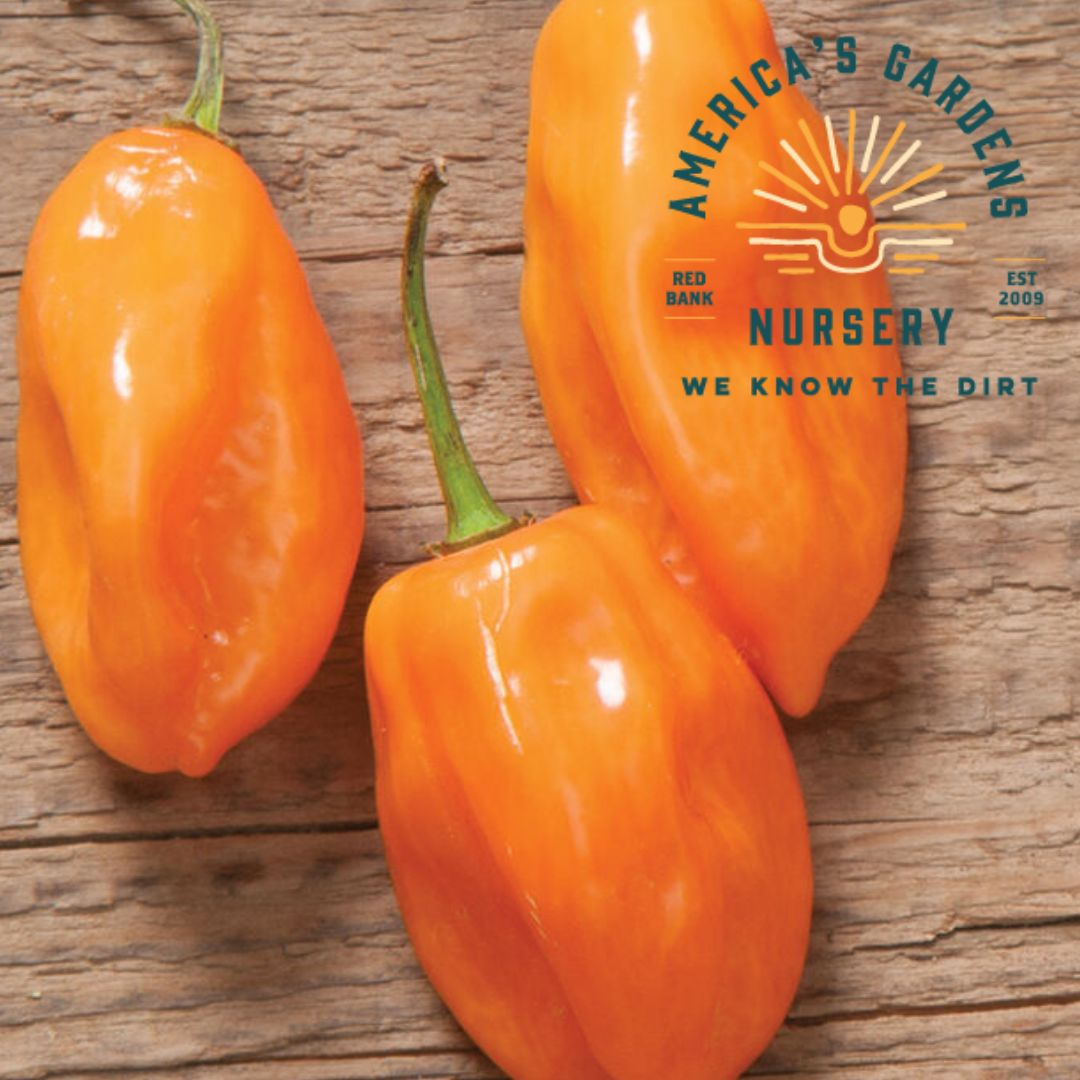 Habanero Pepper Plant