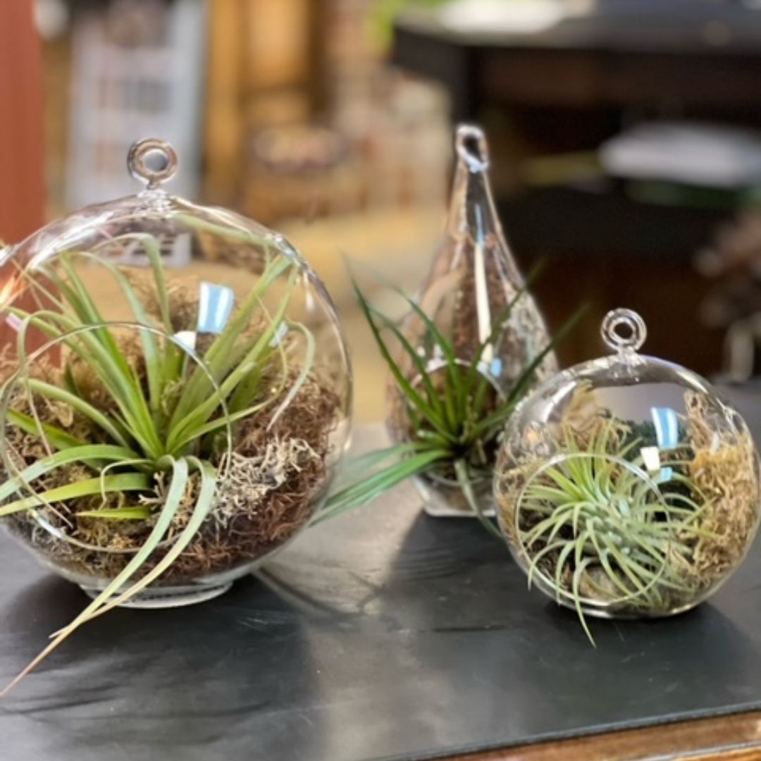 Hanging Airplant Globes