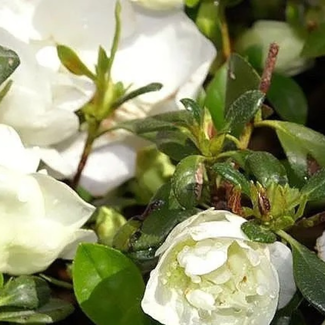 Hardy Gardenia Azalea