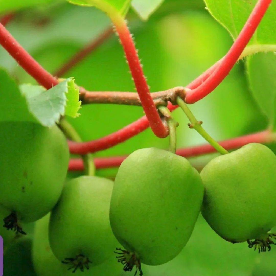 Hardy Kiwi Vine