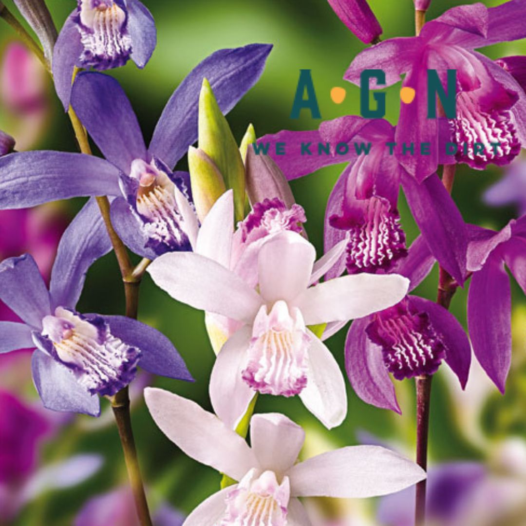 Mixed Hardy Ground Orchid