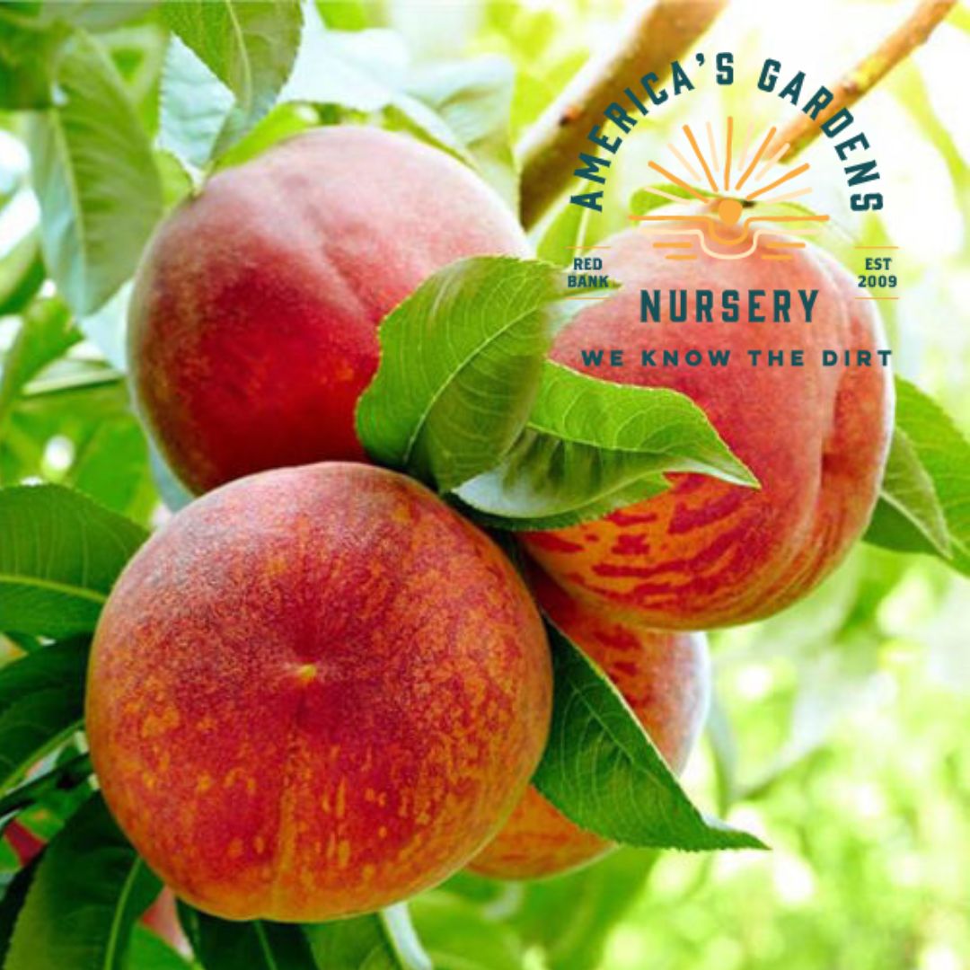 Majestic Peach Tree