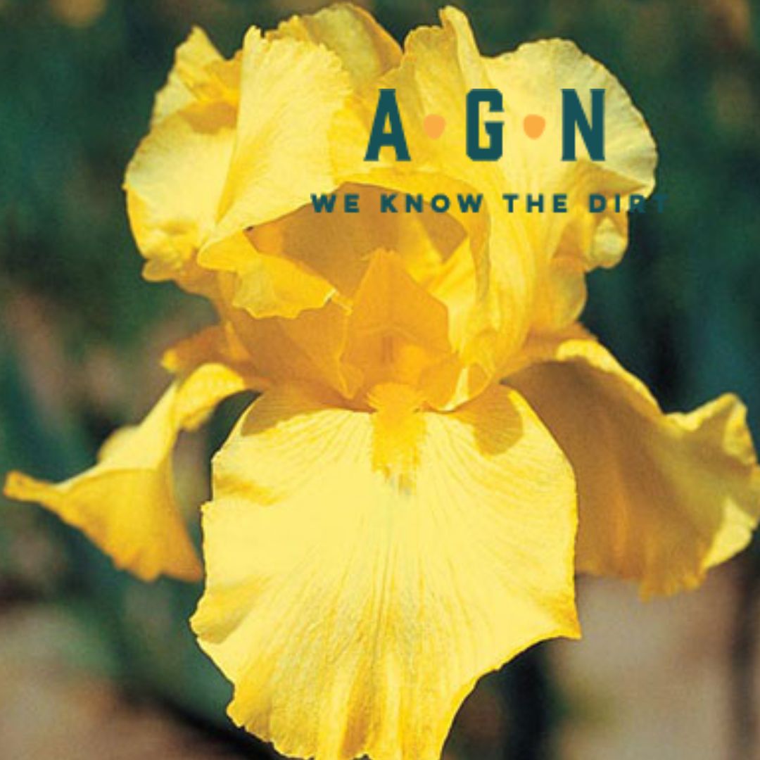 Harvest of Memories Iris