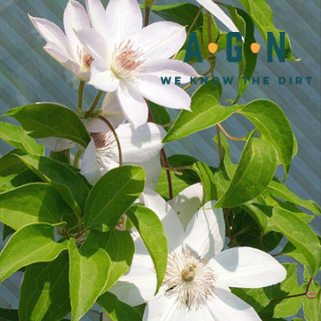Clematis, Henryi