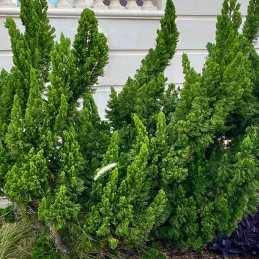 Hollywood Juniper Shrub