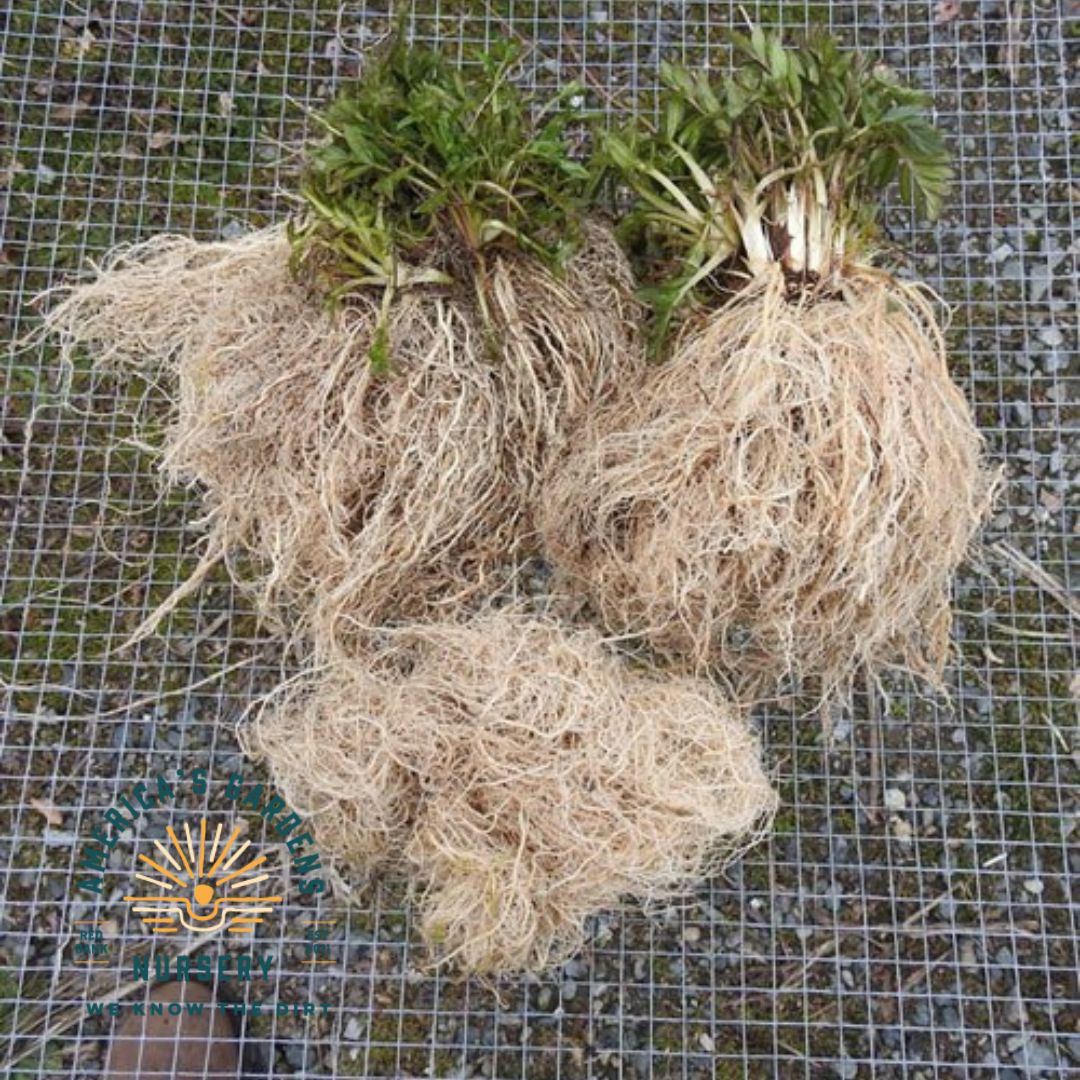Homestash Valerian Plant
