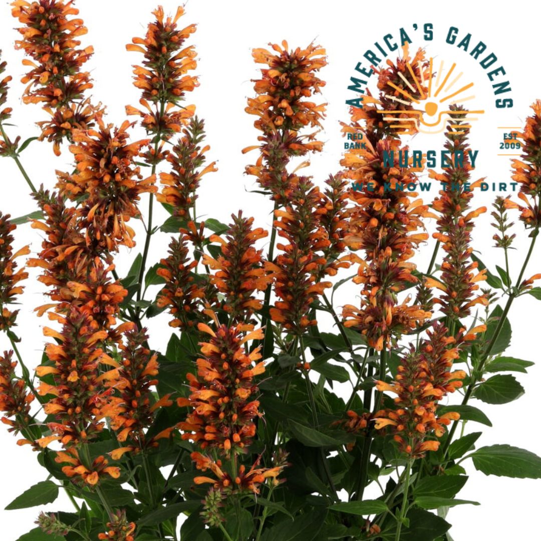 Mexicana Agastache