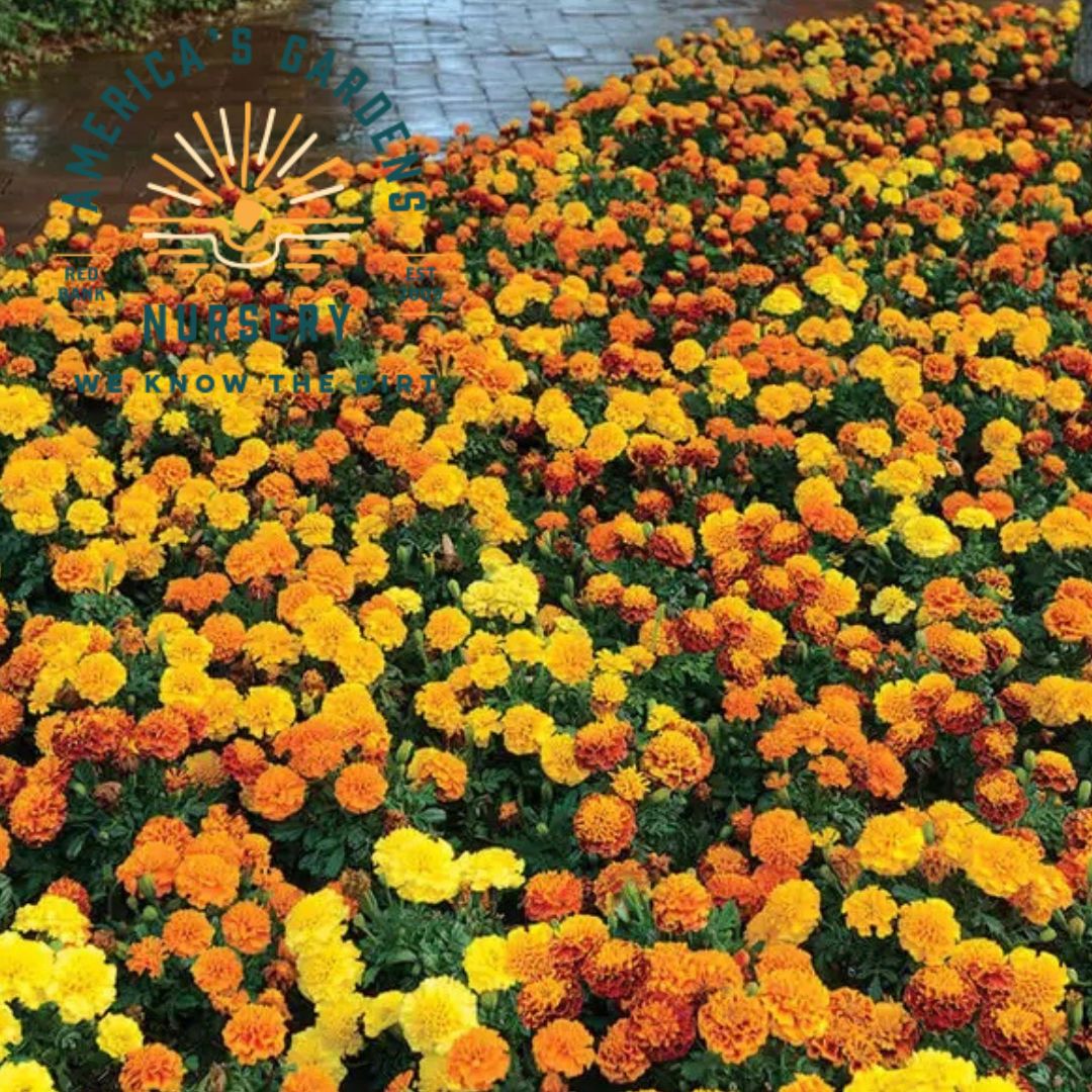 Hot Pak Mix French Marigolds