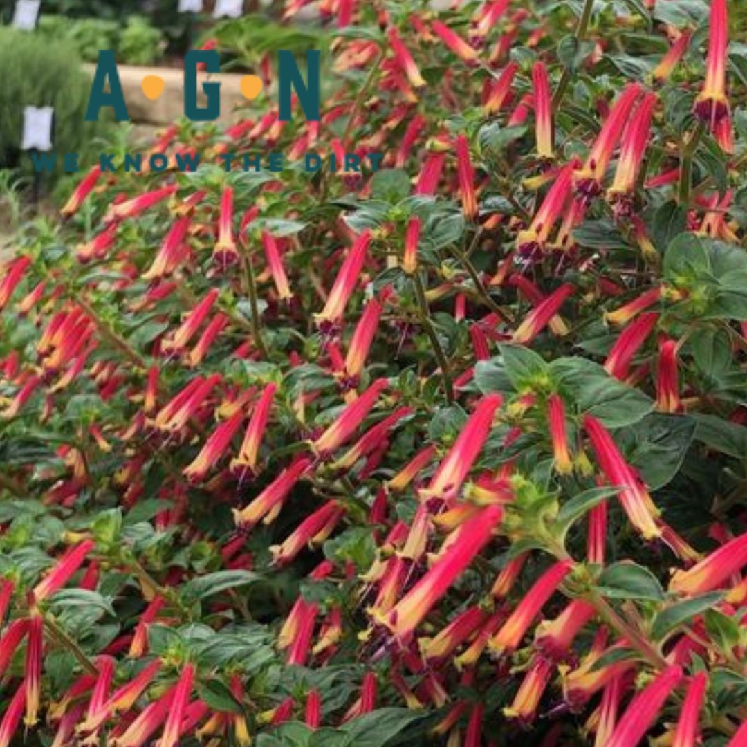 Annual Filled Hanging Baskets