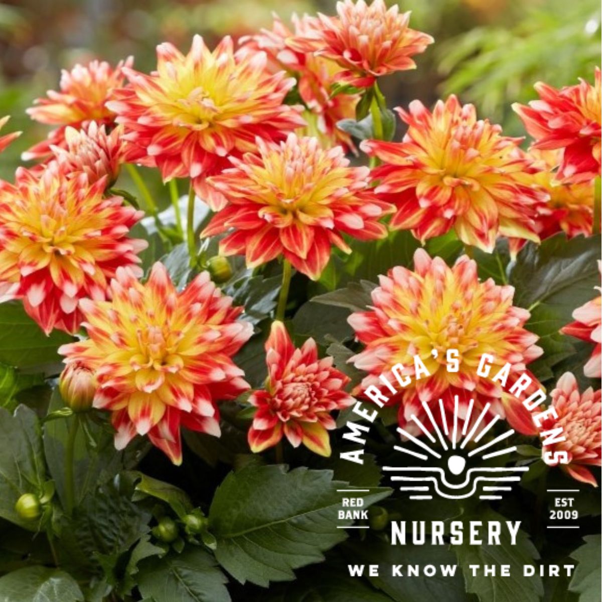 Hypnotic Candy Corn Dahlia