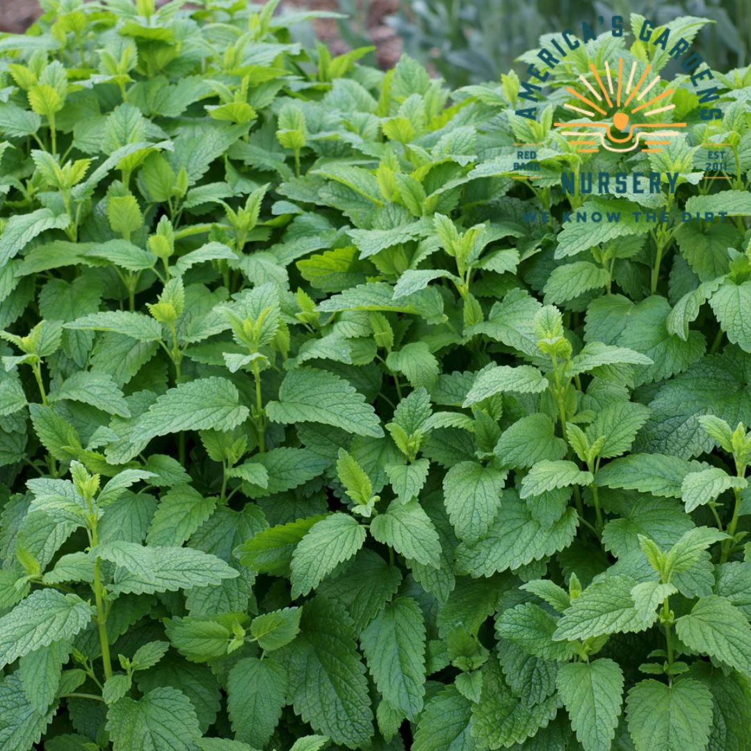 Lemon Balm