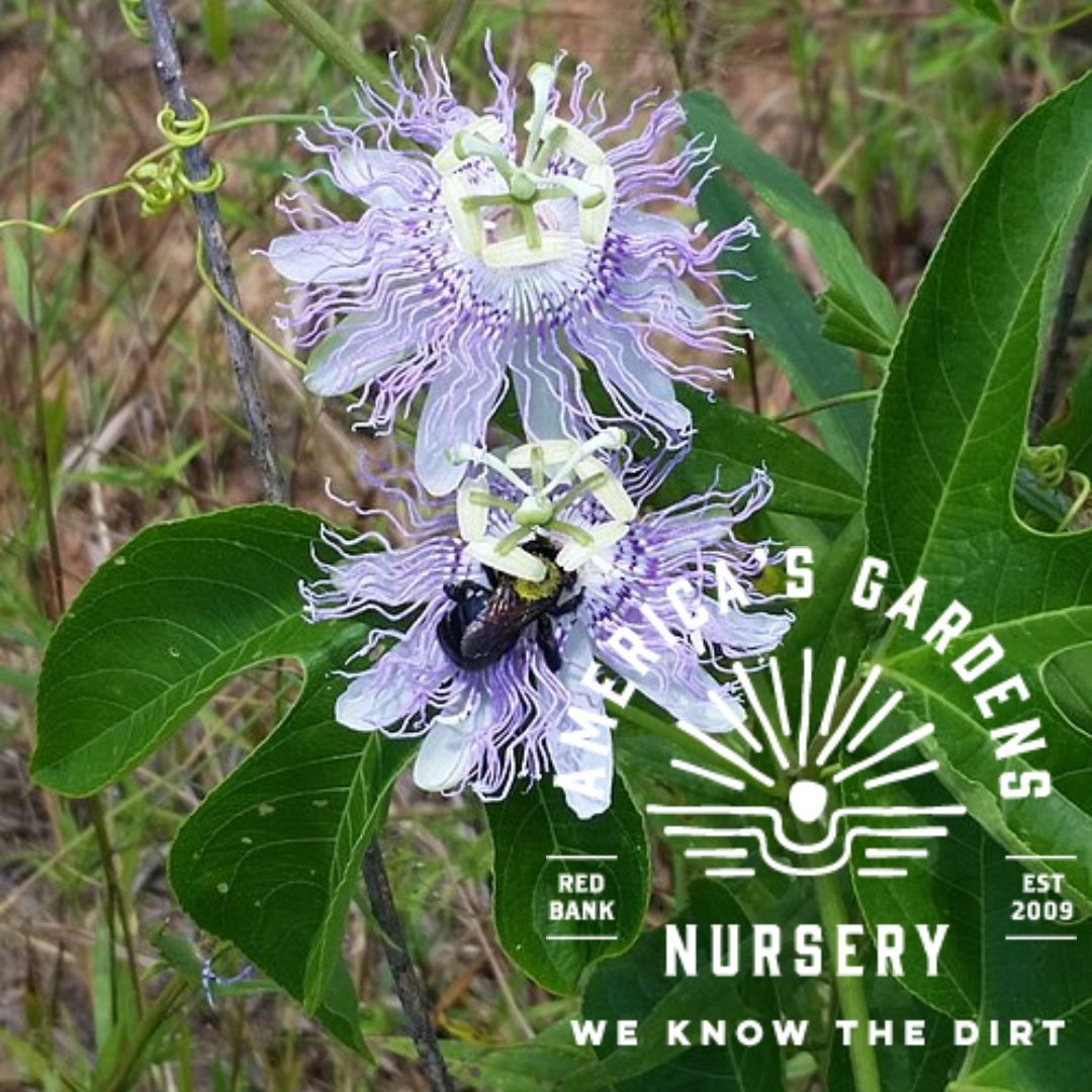 Passion Flower/Maypop