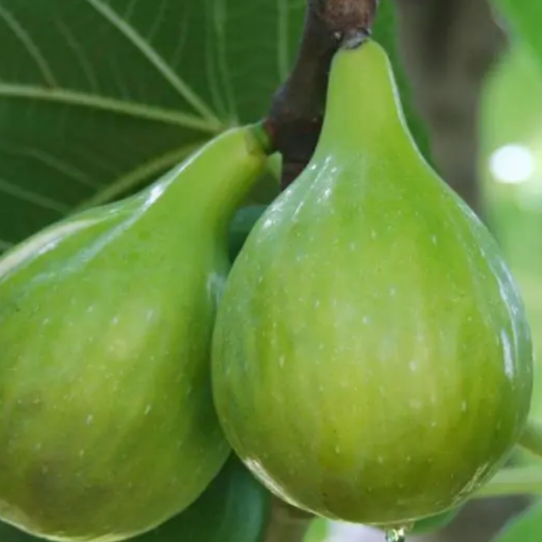Italian Honey Fig