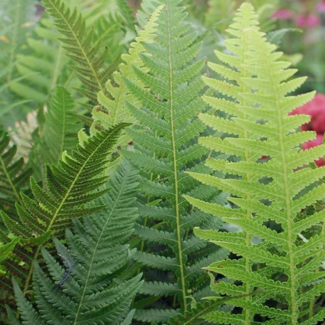Japanese Beech Fern