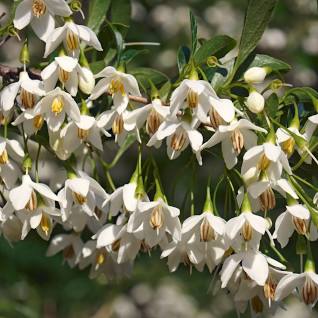Japanese Snowbell Tree