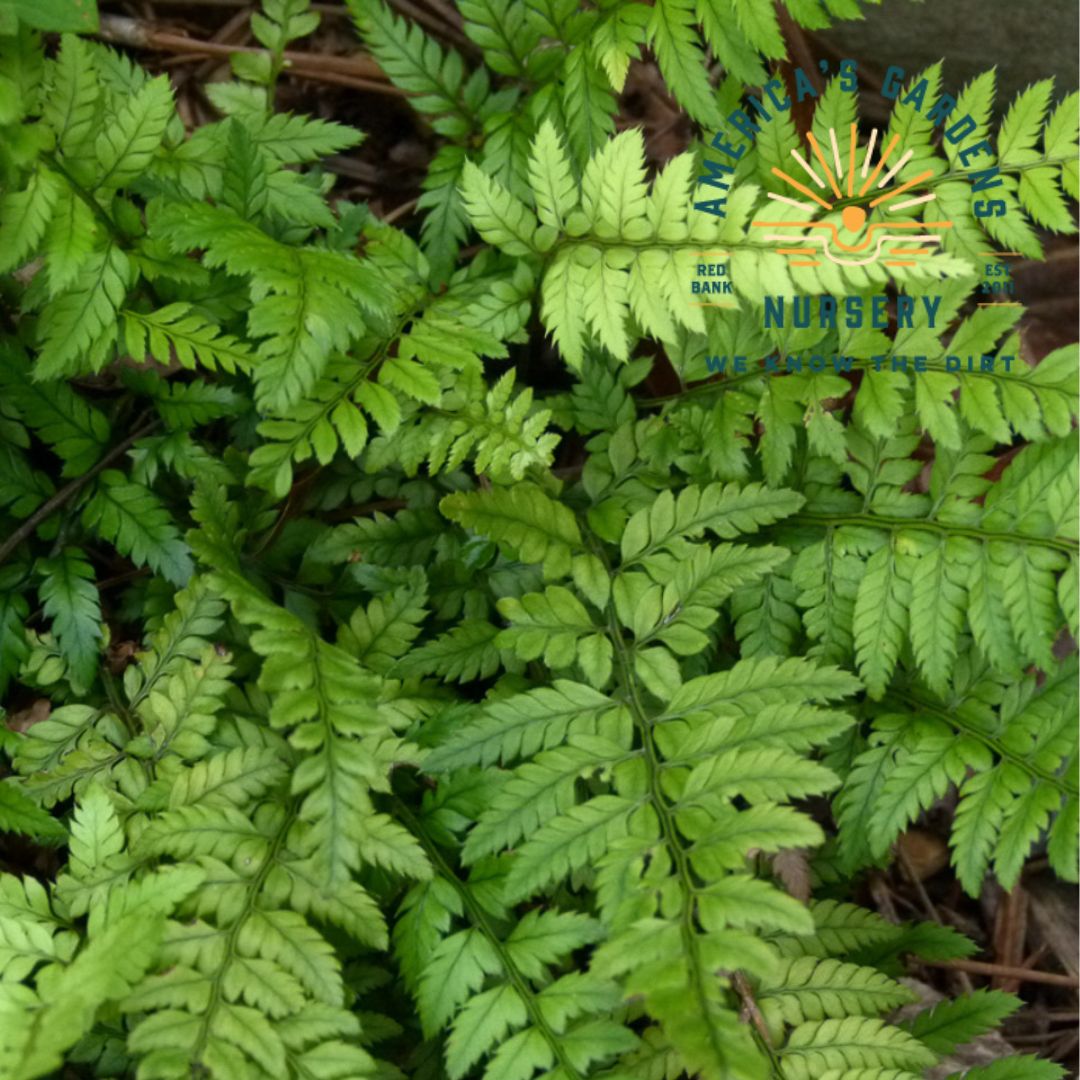 Korean Rock Fern