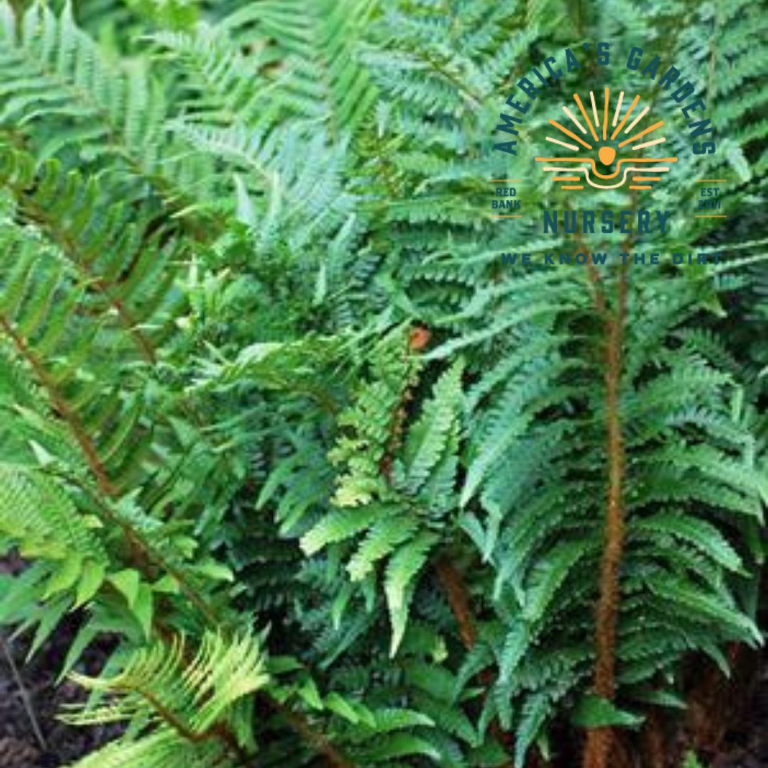 Japanese Tassel Fern