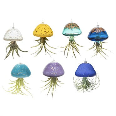ApricotMint Air Plant Jellyfish