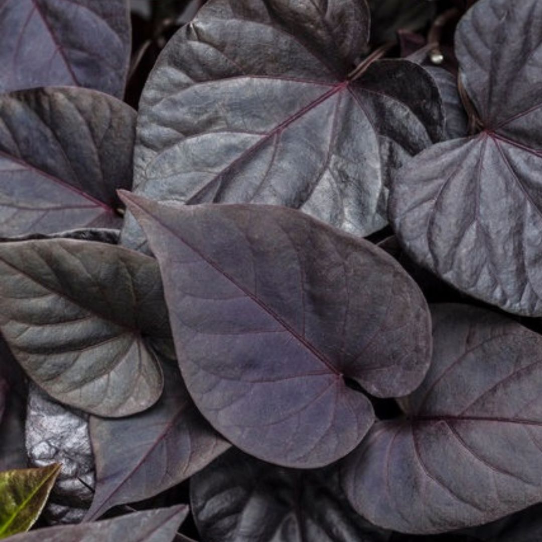 Sweet Carolina Sweetheart Sweet Potato Vines