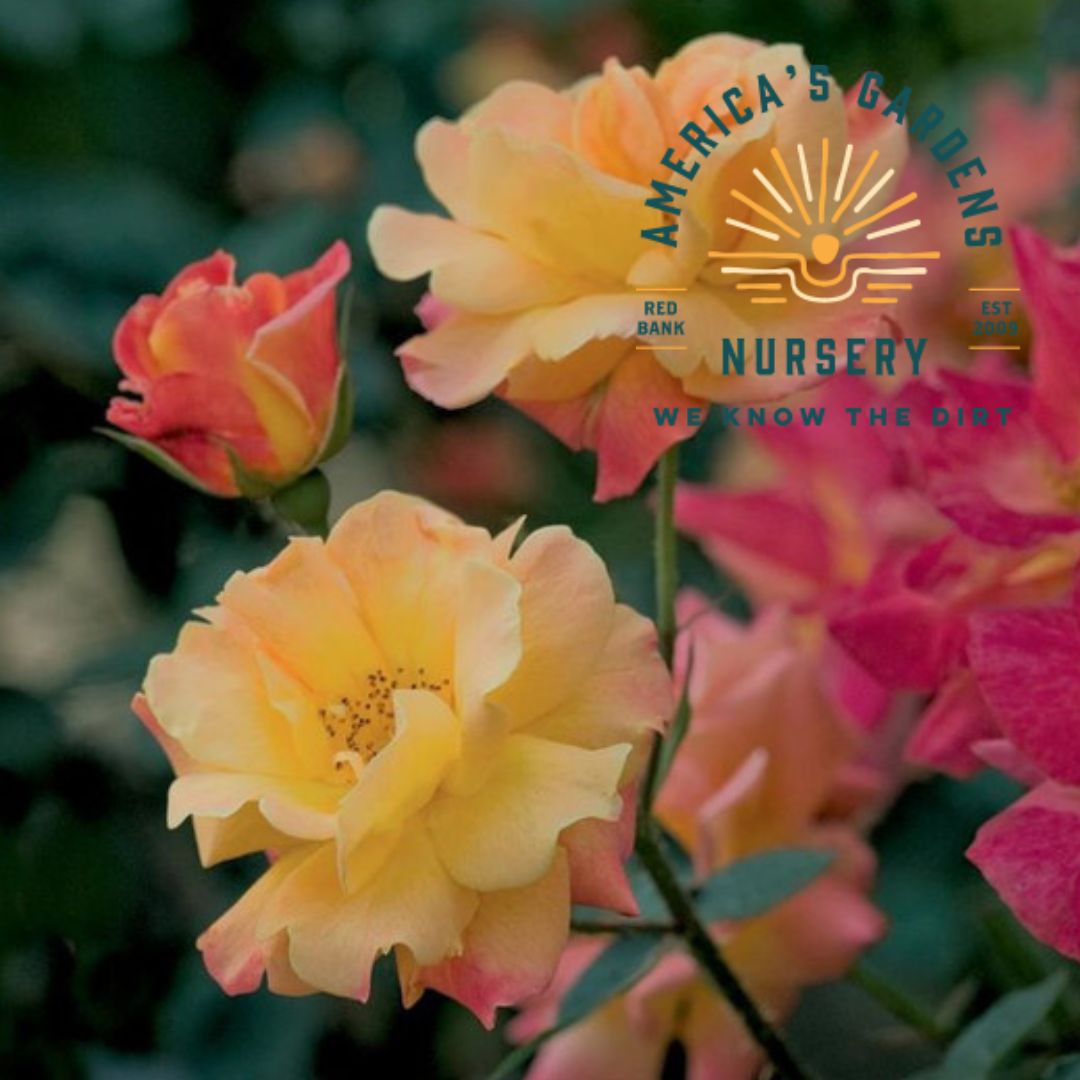 Joseph's Coat Climbing Rose Bush