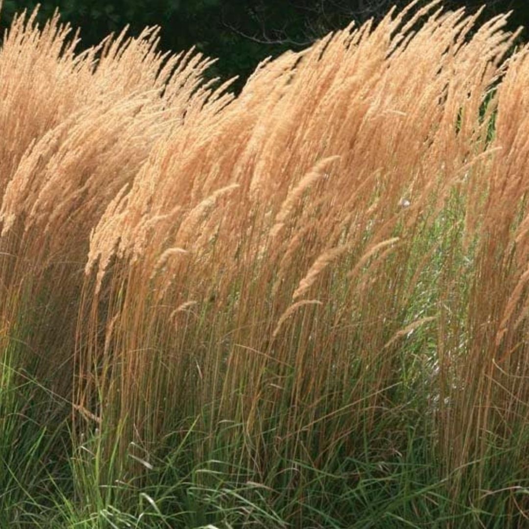 Karl Foerster Feather Reed Grass