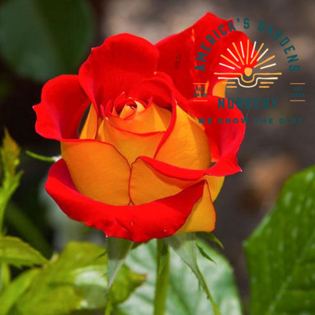 Ketchup & Mustard Rose Bush