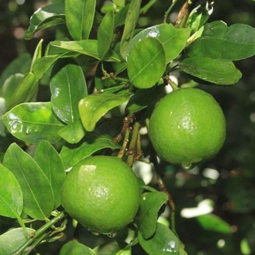 Mexican or Key Lime Plant