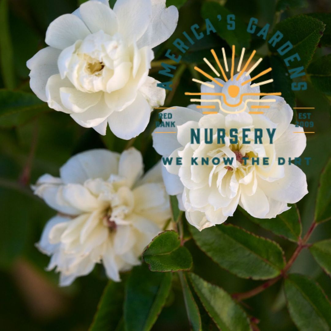 White Lady Banks Rose Bush