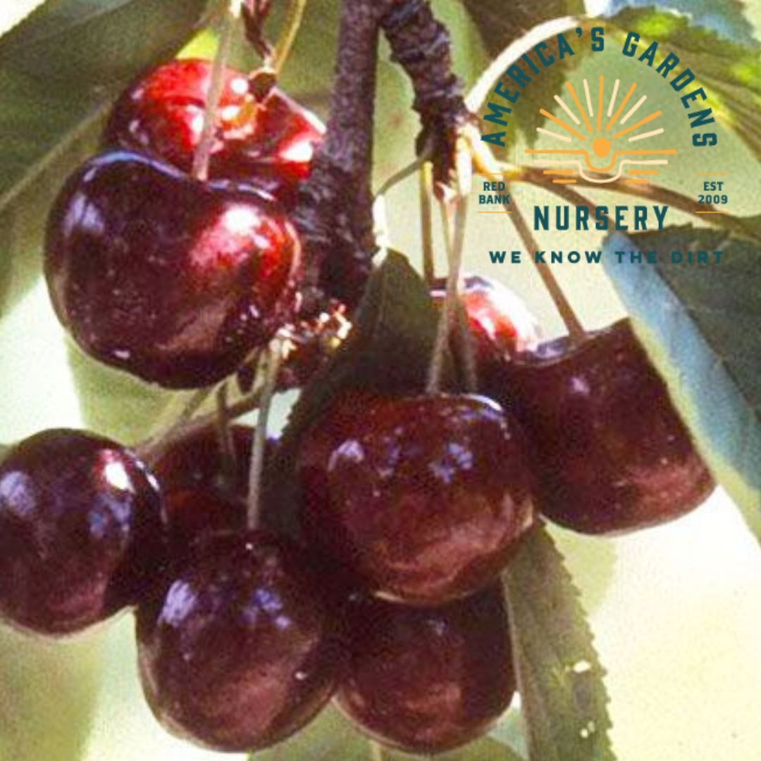 Lapin Cherry Trees