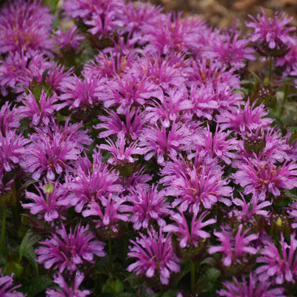 Leading Lady Amethyst Bee Balm