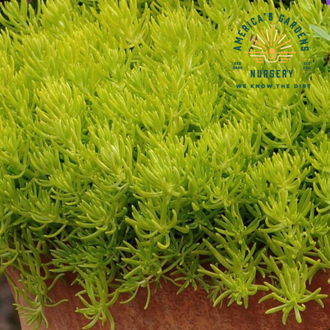 Lemon Ball Sedum