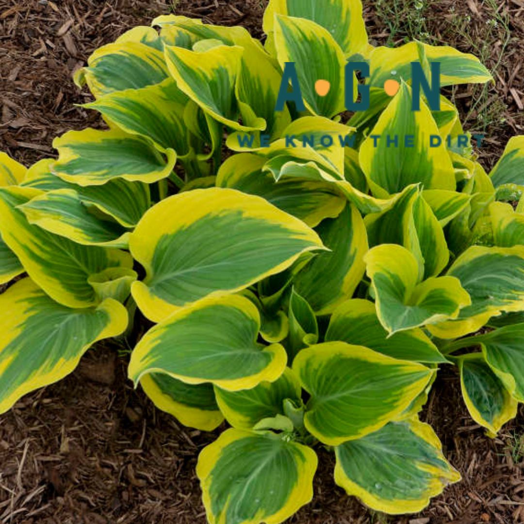 Liberty Hosta