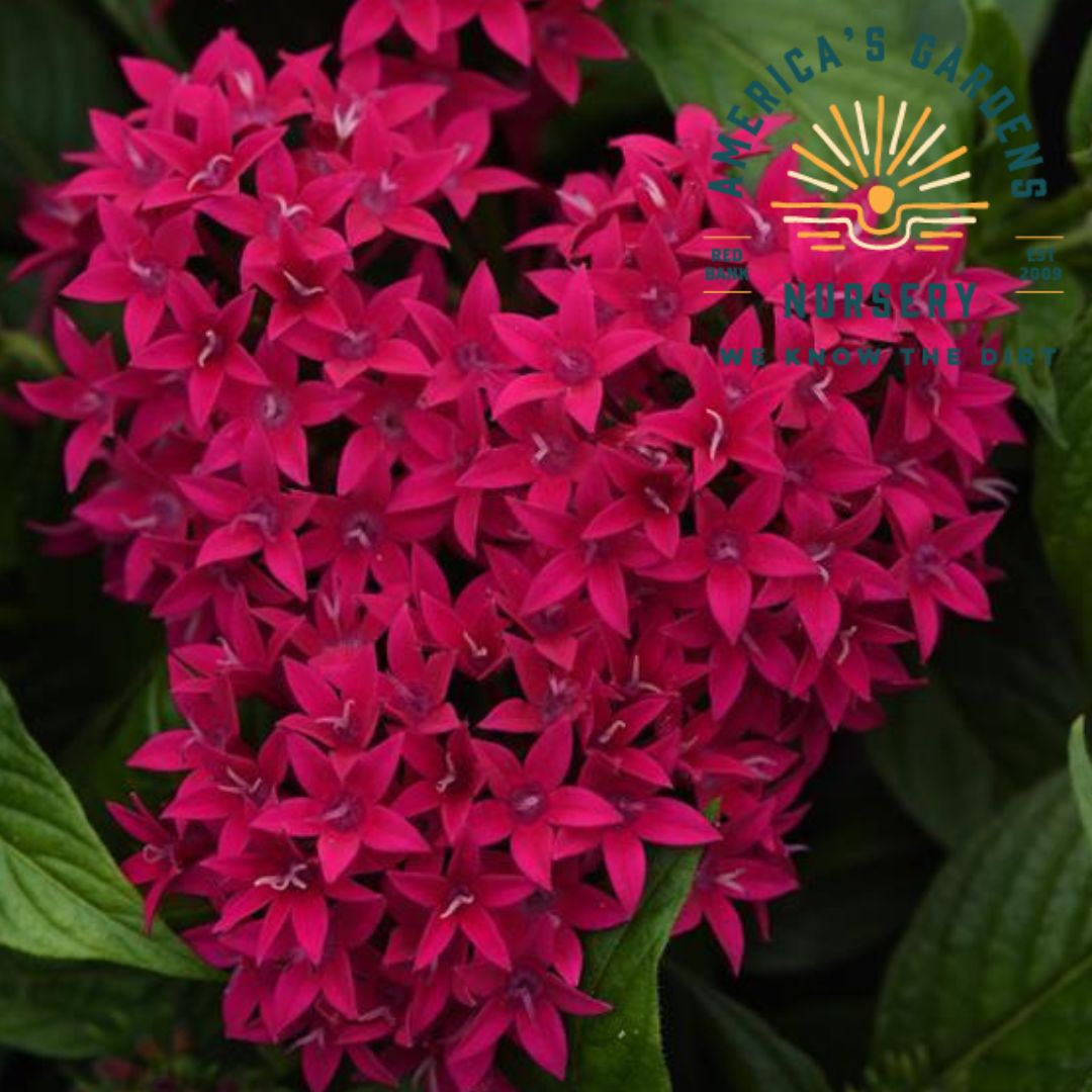 Lucky Star Penta Plants
