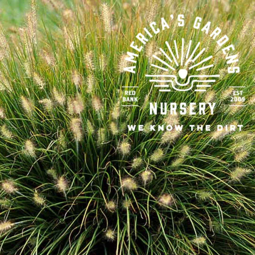 Little Bunny Fountain Grass