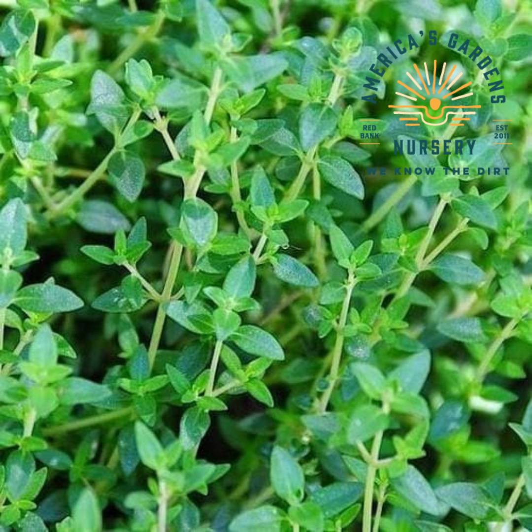 Little Cutie (Cooking Thyme) Thyme