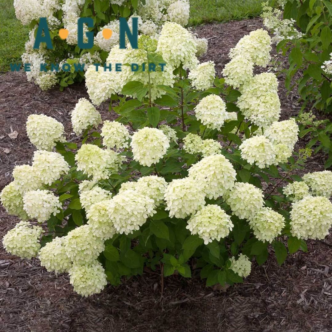 Little Lime Hydrangea
