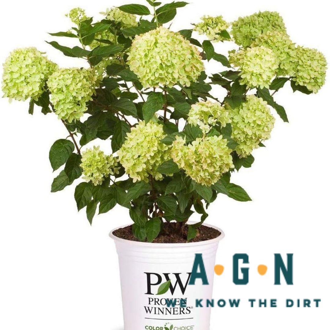Little Lime Hydrangea